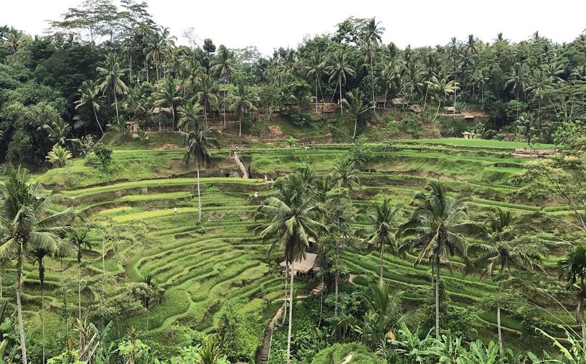 Tegallalang rice terraces in Ubud, Bali