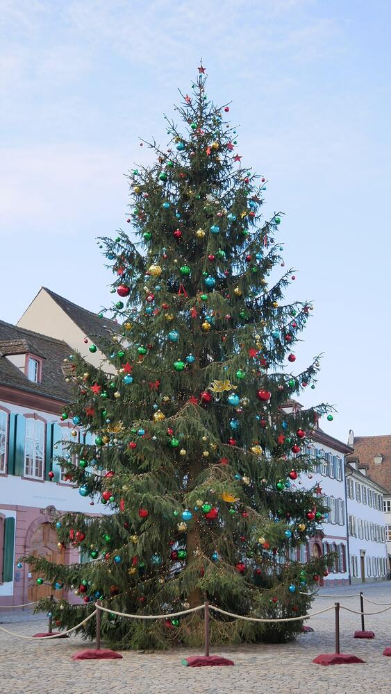 The Christmas tree on Münsterplatz, Basel