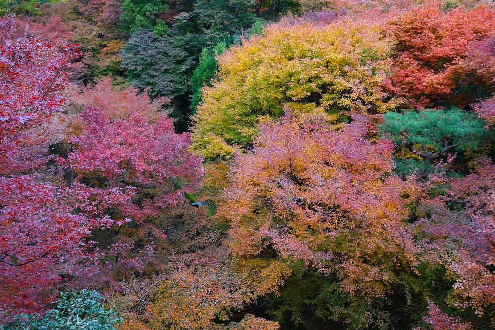 Maple leaves at Tofuku-ji, Kyoto, in late November
