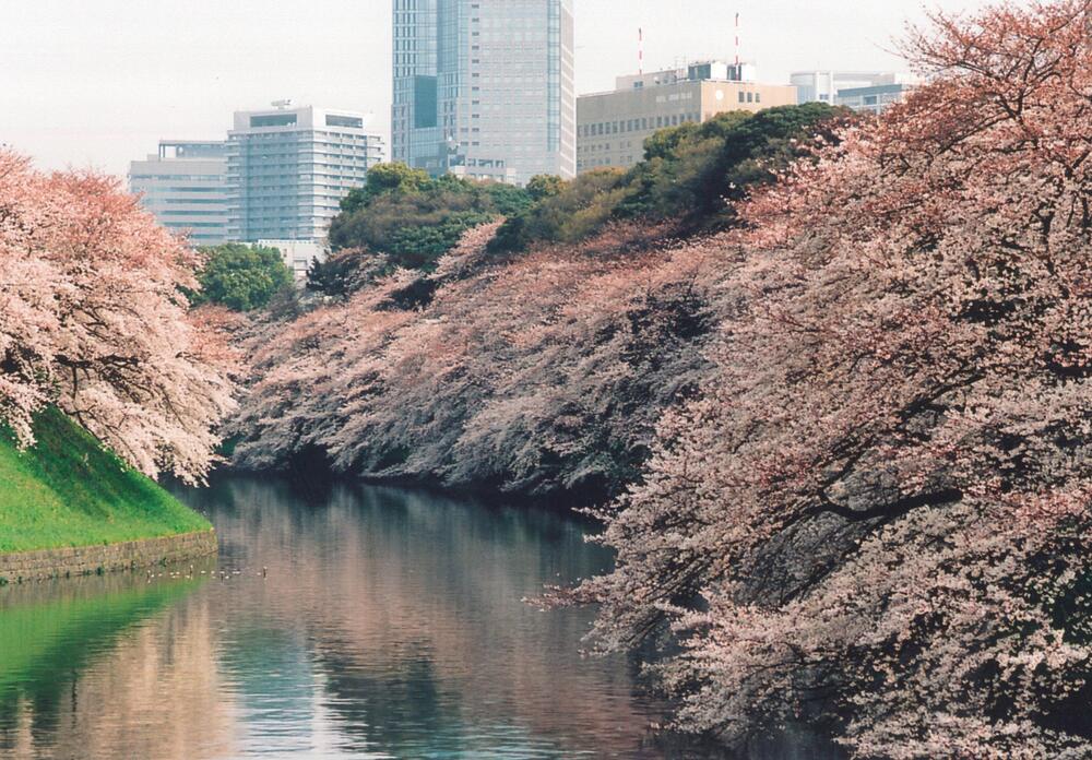 Cherry blossoms over the Chidorigafuchi moat, Tokyo