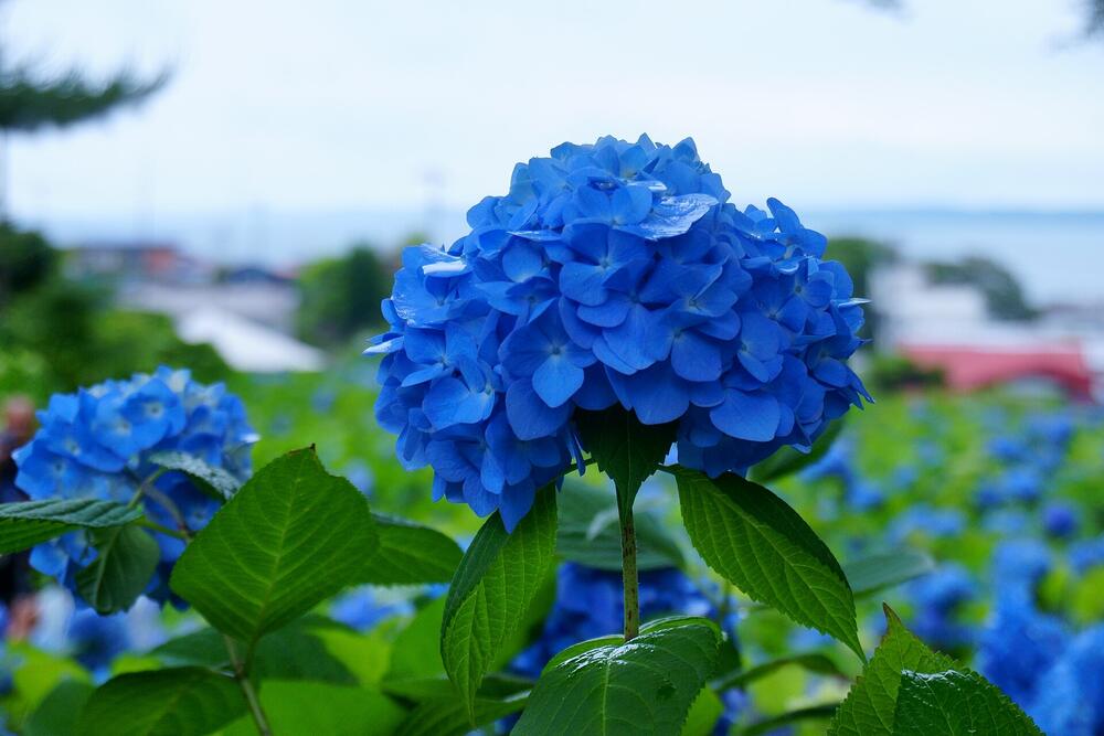 Hydrangeas at Unsho-ji temple in Oga, Akita, in early July