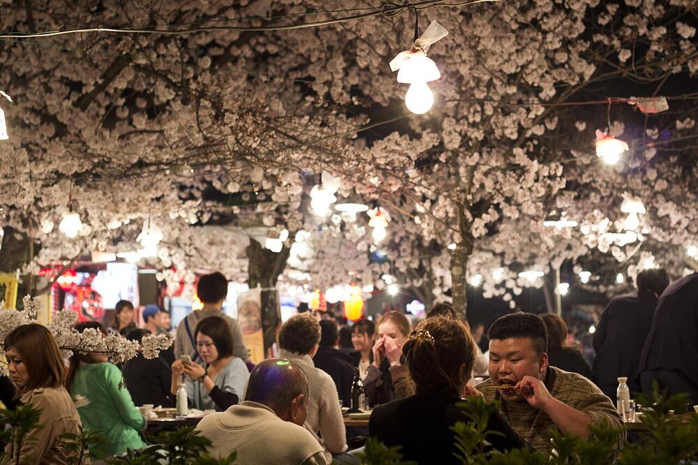 Evening hanami under the cherry trees in Maruyama Park, Kyoto (April 2014)