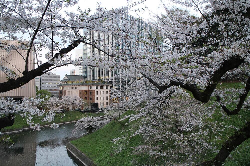Cherry blossom over the moat at Chidorigafuchi, Tokyo (30 March 2023)