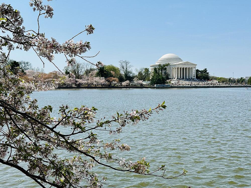 Cherry blossoms across the Tidal Basin from the Jefferson Memorial (31 March 2026)
